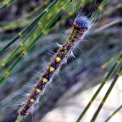 Pernattia pusilla at Paddys River, ACT - 28 Dec 2022 by HelenCross