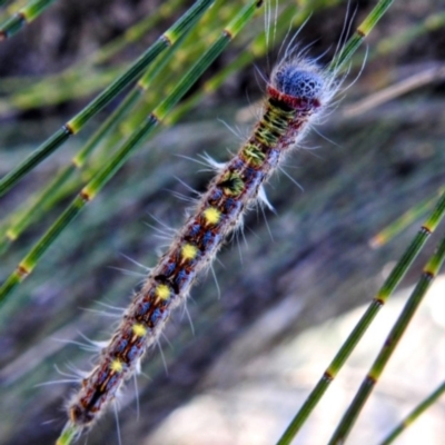 Pernattia pusilla (She-Oak Moth) at Paddys River, ACT - 28 Dec 2022 by HelenCross