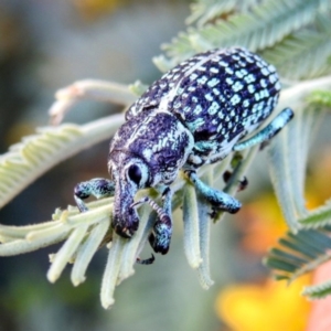 Chrysolopus spectabilis at Kambah, ACT - 28 Dec 2022 06:30 PM