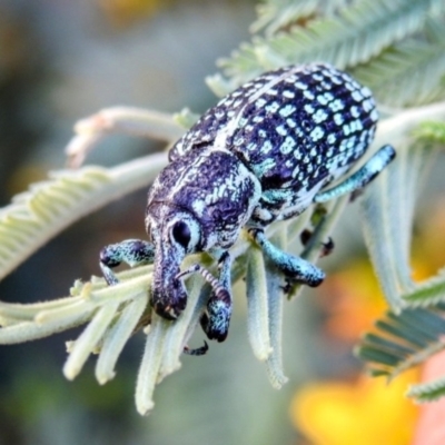 Chrysolopus spectabilis (Botany Bay Weevil) at Kambah, ACT - 28 Dec 2022 by HelenCross