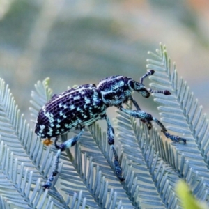 Chrysolopus spectabilis at Kambah, ACT - 28 Dec 2022 06:30 PM