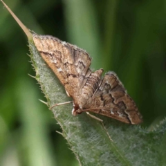 Nacoleia rhoeoalis (Spilomelinae) at O'Connor, ACT - 24 Dec 2022 by ConBoekel