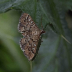 Nacoleia rhoeoalis at O'Connor, ACT - 24 Dec 2022