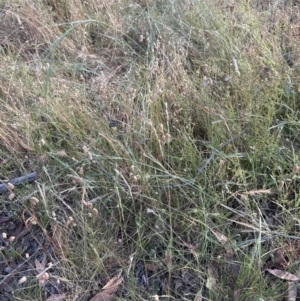 Anthosachne scabra at Aranda, ACT - 28 Dec 2022