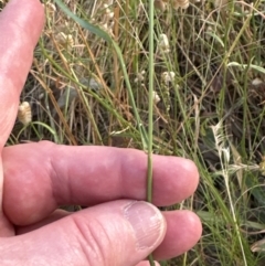 Anthosachne scabra at Aranda, ACT - 28 Dec 2022