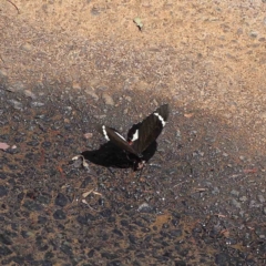 Papilio aegeus (Orchard Swallowtail, Large Citrus Butterfly) at O'Connor, ACT - 24 Dec 2022 by ConBoekel