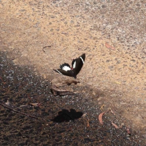 Papilio aegeus at O'Connor, ACT - 24 Dec 2022 11:22 AM