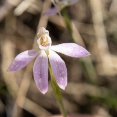 Caladenia carnea (Pink Fingers) at Paddys River, ACT - 24 Nov 2022 by SWishart