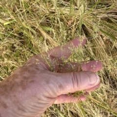 Agrostis capillaris (Brown Top Bent Grass) at Aranda, ACT - 28 Dec 2022 by lbradley