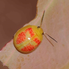 Paropsisterna fastidiosa (Eucalyptus leaf beetle) at O'Connor, ACT - 24 Dec 2022 by ConBoekel