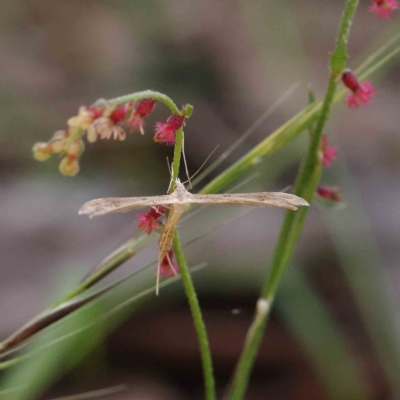 Pterophoridae (family) at O'Connor, ACT - 23 Dec 2022 by ConBoekel