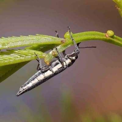 Rhinotia sp. (genus) (Unidentified Rhinotia weevil) at O'Connor, ACT - 24 Dec 2022 by ConBoekel