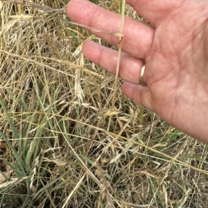 Avena barbata at Molonglo Valley, ACT - 28 Dec 2022