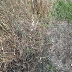 Avena barbata at Molonglo Valley, ACT - 28 Dec 2022