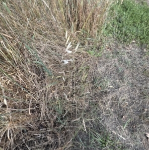 Avena barbata at Molonglo Valley, ACT - 28 Dec 2022