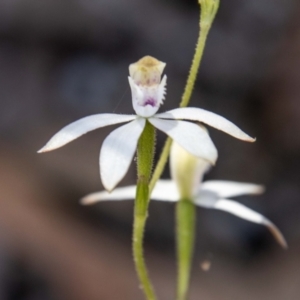 Caladenia moschata at Paddys River, ACT - 25 Nov 2022