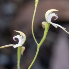 Caladenia moschata at Paddys River, ACT - 25 Nov 2022