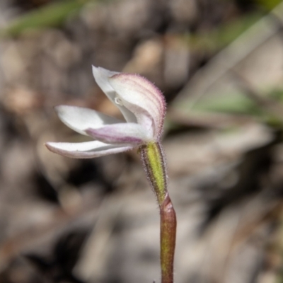 Caladenia alpina (Mountain Caps) at Cotter River, ACT - 25 Nov 2022 by SWishart