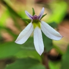 Lobelia purpurascens (White Root) at Nambucca Heads, NSW - 28 Dec 2022 by trevorpreston