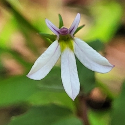 Lobelia purpurascens (White Root) at Nambucca Heads, NSW - 28 Dec 2022 by trevorpreston