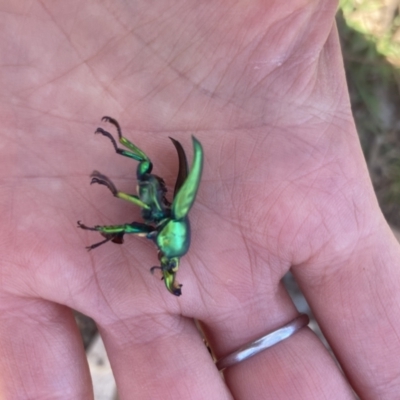 Lamprima sp. (genus) (Golden Stag Beetle) at Mount Majura - 27 Dec 2022 by Kassandra21