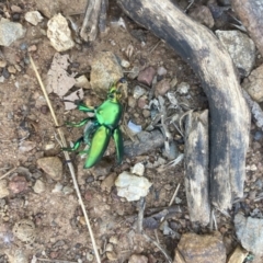 Lamprima sp. (genus) at Watson, ACT - 28 Dec 2022