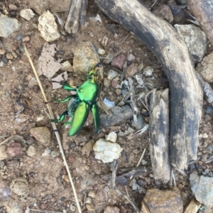 Lamprima sp. (genus) at Watson, ACT - 28 Dec 2022