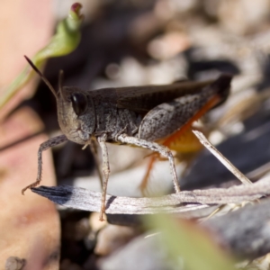 Phaulacridium vittatum at Rendezvous Creek, ACT - 27 Dec 2022 05:22 PM