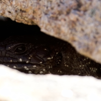 Egernia cunninghami (Cunningham's Skink) at Rendezvous Creek, ACT - 27 Dec 2022 by KorinneM