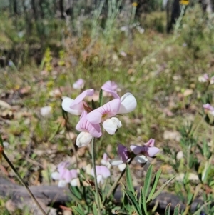 Lotus australis at Jerangle, NSW - 28 Dec 2022 04:07 PM