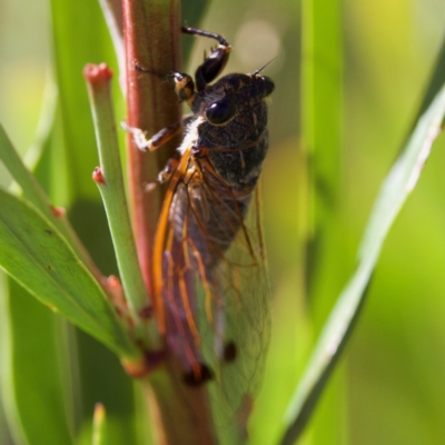 Galanga labeculata (Double-spotted cicada) at Rendezvous Creek, ACT - 27 Dec 2022 by KorinneM