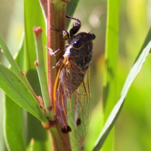 Galanga labeculata at Rendezvous Creek, ACT - 27 Dec 2022