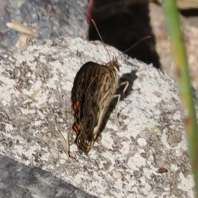 Geitoneura acantha (Ringed Xenica) at Theodore, ACT - 28 Dec 2022 by RAllen