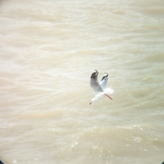 Chroicocephalus novaehollandiae (Silver Gull) at Menindee, NSW - 28 Dec 2022 by Darcy