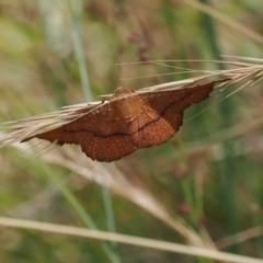 Aglaopus pyrrhata (Leaf Moth) at Tuggeranong Hill - 27 Dec 2022 by RAllen