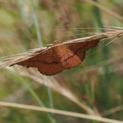 Aglaopus pyrrhata (Leaf Moth) at Theodore, ACT - 27 Dec 2022 by RAllen