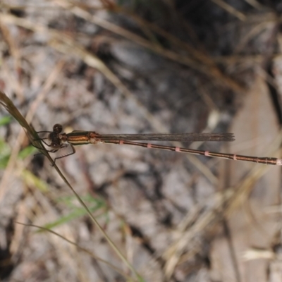 Austrolestes analis (Slender Ringtail) at Theodore, ACT - 27 Dec 2022 by RAllen