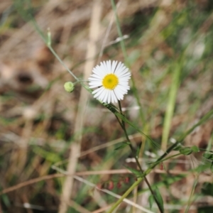 Erigeron karvinskianus at Theodore, ACT - 28 Dec 2022 11:04 AM