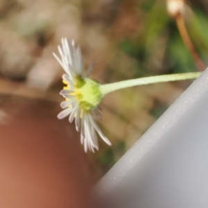 Erigeron karvinskianus at Theodore, ACT - 28 Dec 2022 11:04 AM