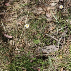 Erigeron karvinskianus at Theodore, ACT - 28 Dec 2022 11:04 AM