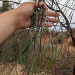 Acacia stenophylla (River Cooba) at Sunset Strip, NSW - 28 Dec 2022 by Darcy