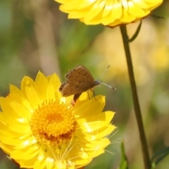 Acrodipsas myrmecophila (Small Ant-blue Butterfly) by RAllen