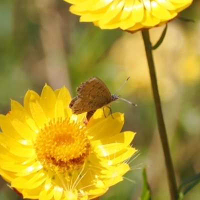 Acrodipsas myrmecophila (Small Ant-blue Butterfly) by RAllen