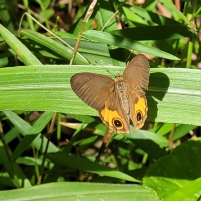 Hypocysta metirius (Brown Ringlet) at Nambucca Heads, NSW - 28 Dec 2022 by trevorpreston