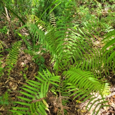 Christella dentata (Binung) at Nambucca Heads, NSW - 28 Dec 2022 by trevorpreston