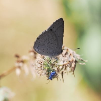 Erina hyacinthina (Varied Dusky-blue) at Tuggeranong Hill - 28 Dec 2022 by RAllen