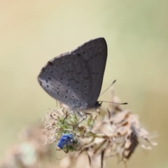 Erina hyacinthina at Theodore, ACT - 28 Dec 2022