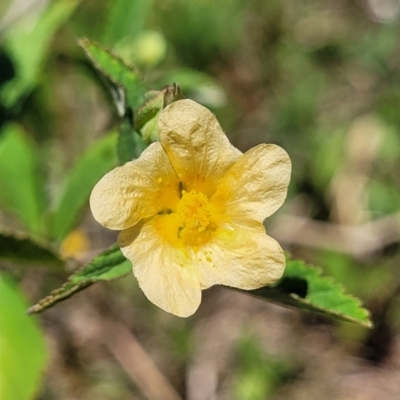 Sida rhombifolia (Paddy's Lucerne, Arrow-leaf Sida) at Nambucca Heads, NSW - 28 Dec 2022 by trevorpreston