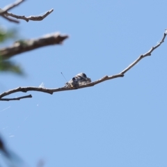 Ogyris olane (Broad-margined Azure) at Tuggeranong Hill - 28 Dec 2022 by RAllen