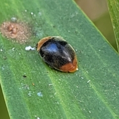 Cryptolaemus montrouzieri (Mealybug ladybird) at Nambucca Heads, NSW - 28 Dec 2022 by trevorpreston